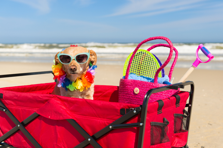 Dog sitting in wagon on the beach