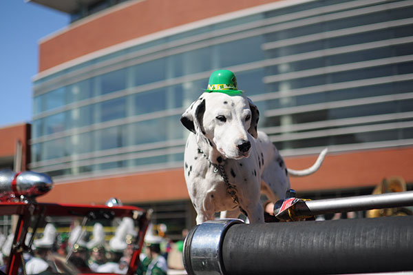 A dalmation dog with a green hat rides on a firetruck during St. Patrick's Day parade