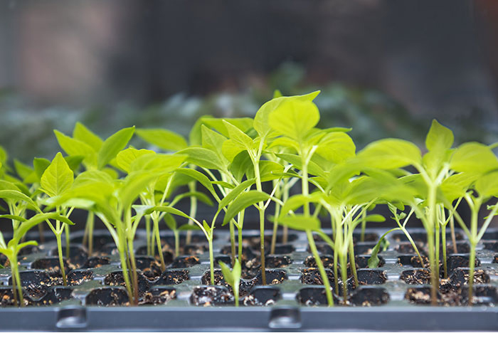 Planting seed trays with dozens of seedlings a couple inches high