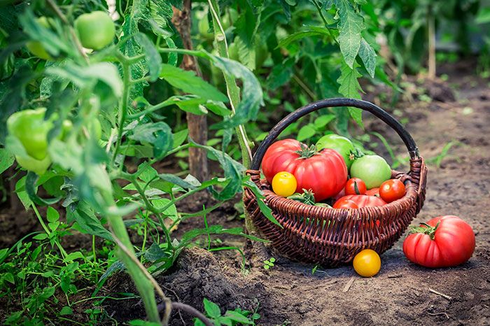 A vegetable garden featuring green tomatoes on the vine and ripe tomatoes freshly picked stacked in a basket
