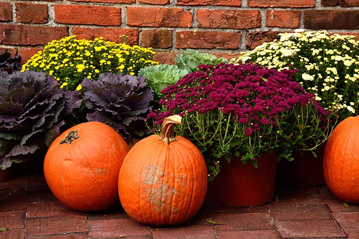 Brick paved patio with red, yellow, gold and green colorful potted flowers and pumpkins arranged for autumn decor