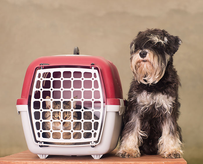 A terrier dog sitting next to a cat inside a travel carrier