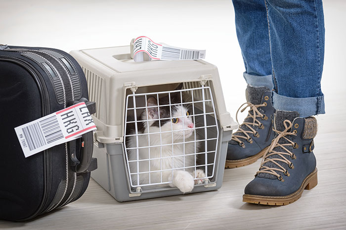 A cat in a carrier getting ready to travel