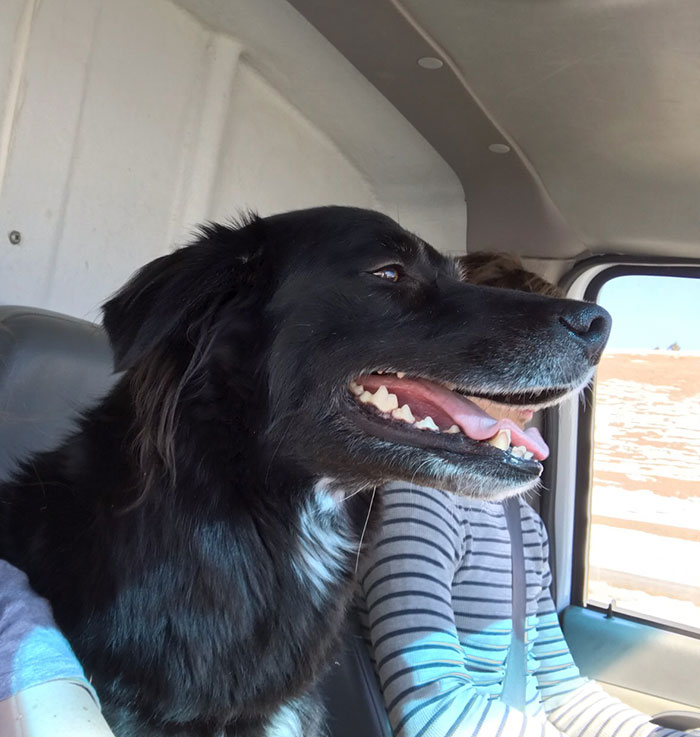 Maggie a black shepherd lab mix happily riding along in the cab of a moving truck