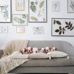 Puppies laying on a gray couch