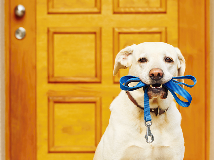 Large dog holding leash in mouth