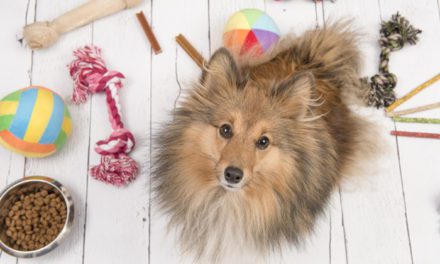 17 Tips on How to Organize Pet Supplies