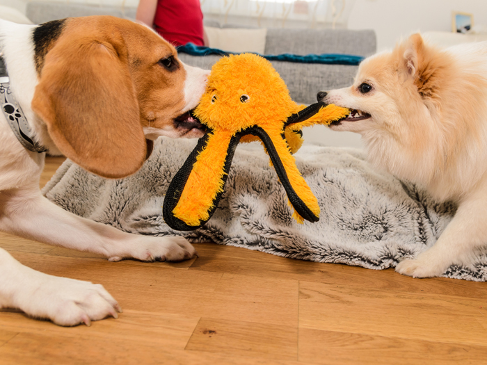 Two dogs playing tug of war with octopus toy
