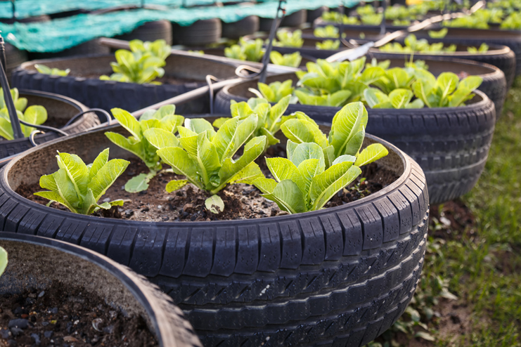 recycle of tire used in organic vegetable farm