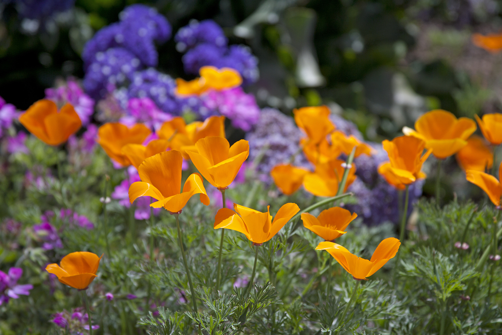 California Poppies
