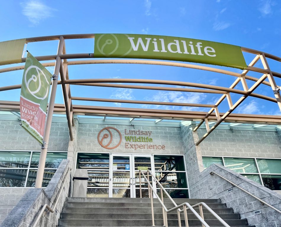 Lindsay Wildlife Experience museum for children.