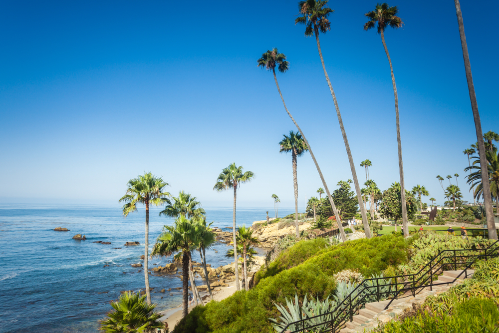 laguna beach palm trees